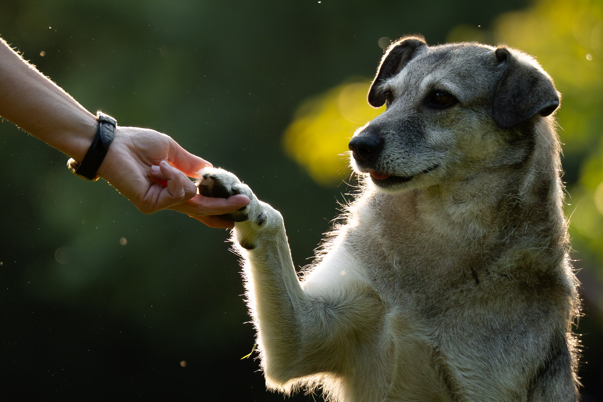 Jalka - Hundewiese