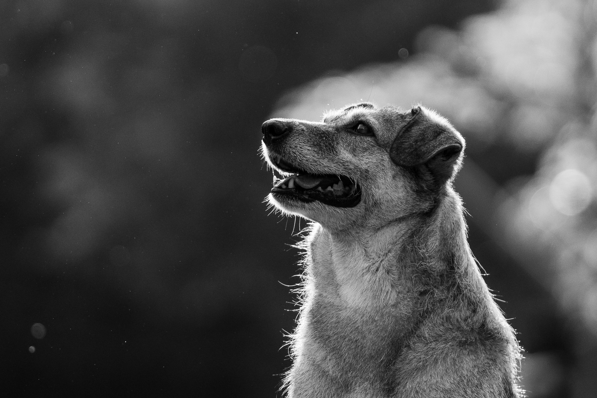 Jalka - Hundewiese