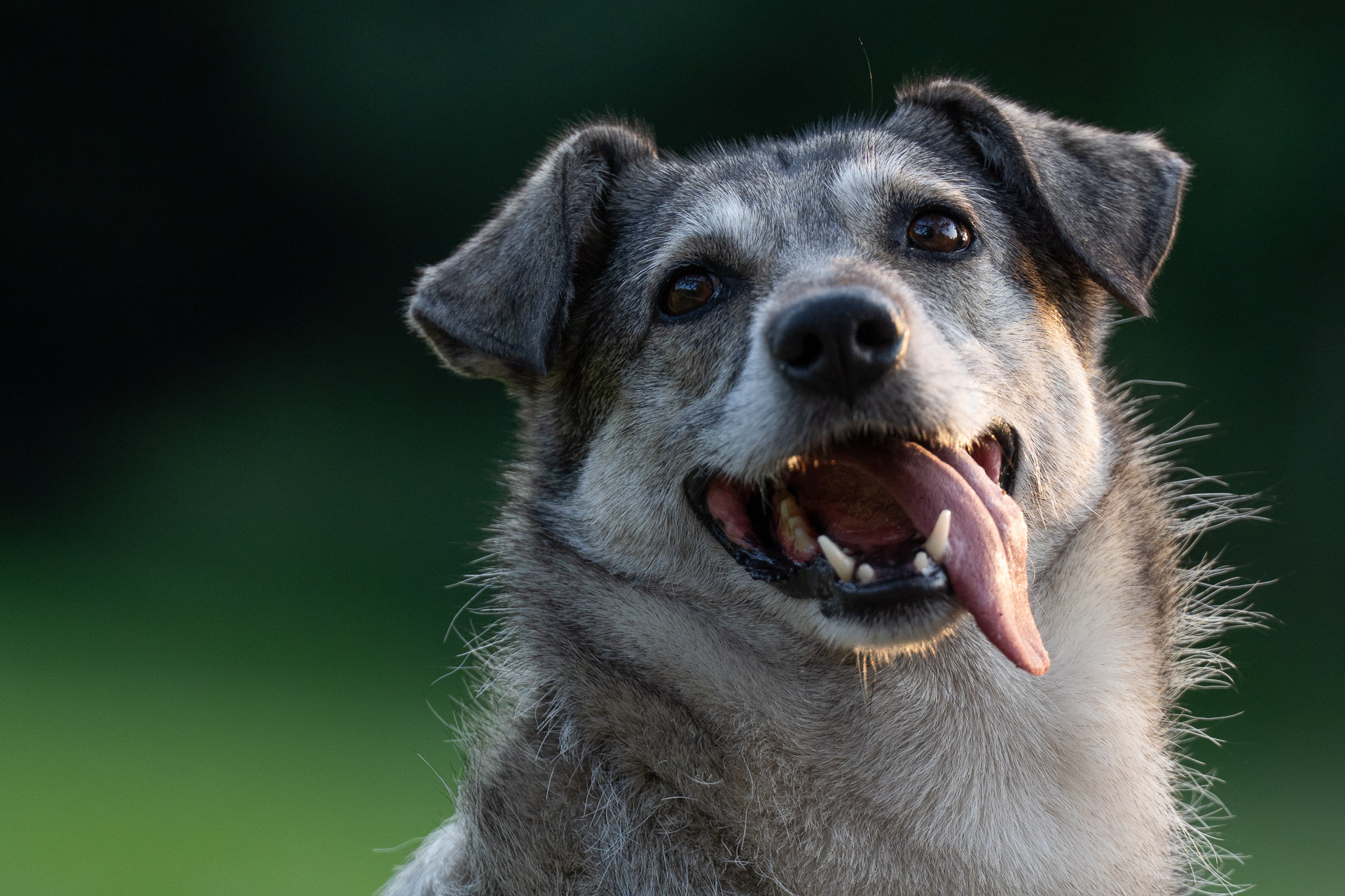 Jalka - Hundewiese